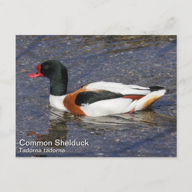 Common Shelduck Postcard (Front)