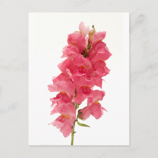 Common Snapdragon Postcard (Front)