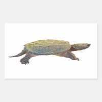 Common Snapping Turtle - Chelydra serpentina