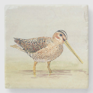 Common Snipe Coaster