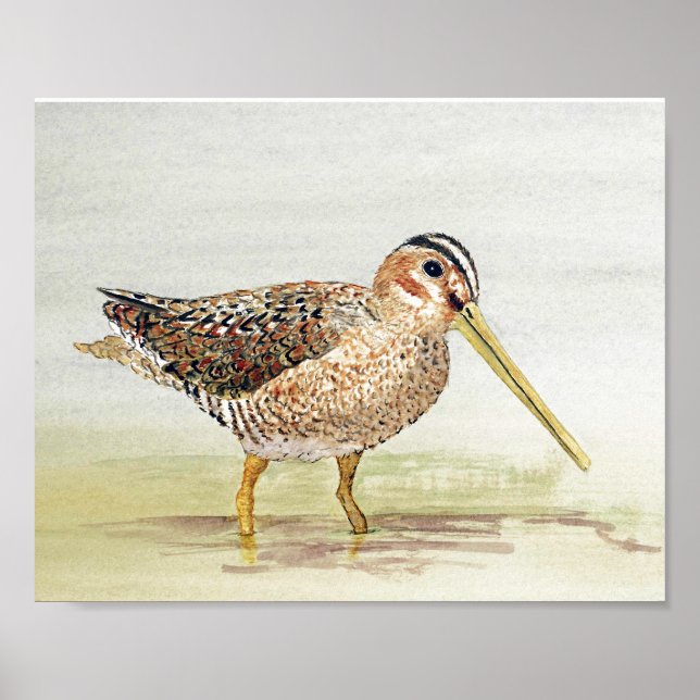 Common Snipe Poster (Front)