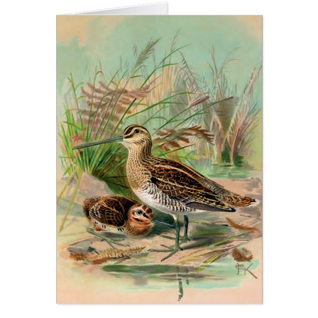 Common Snipe Vintage Bird Illustration (Front)