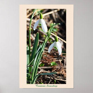 Common Snowdrop Flowers Poster