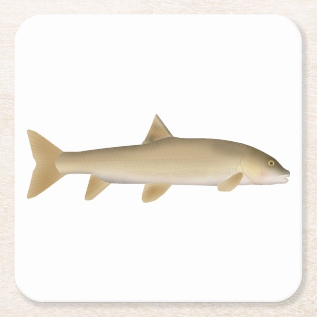 Common Snowtrout Square Paper Coaster (Front)