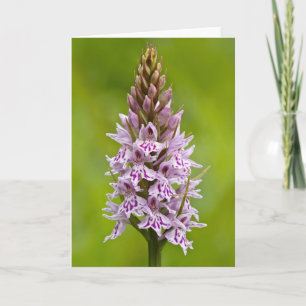 Common Spotted Orchid - Greeting Card