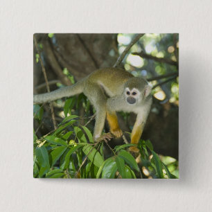 Common Squirrel Monkey, (Saimiri sciureus), Rio 15 Cm Square Badge