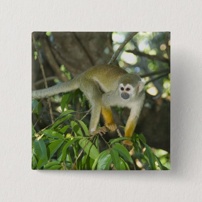 Common Squirrel Monkey, (Saimiri sciureus), Rio 15 Cm Square Badge (Front)