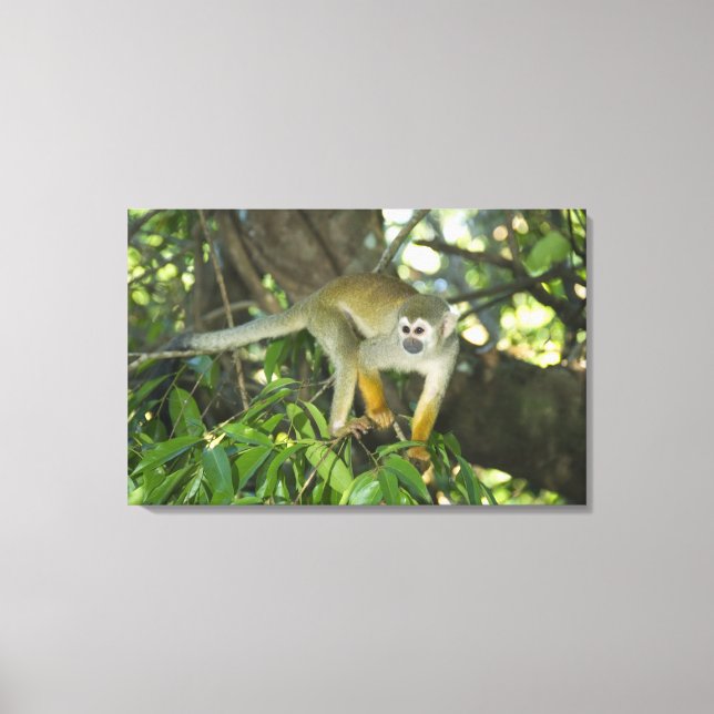Common Squirrel Monkey, (Saimiri sciureus), Rio Canvas Print (Front)