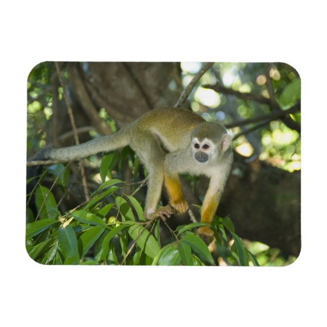 Common Squirrel Monkey, (Saimiri sciureus), Rio Magnet (Horizontal)
