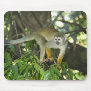 Common Squirrel Monkey, (Saimiri sciureus), Rio Mouse Mat