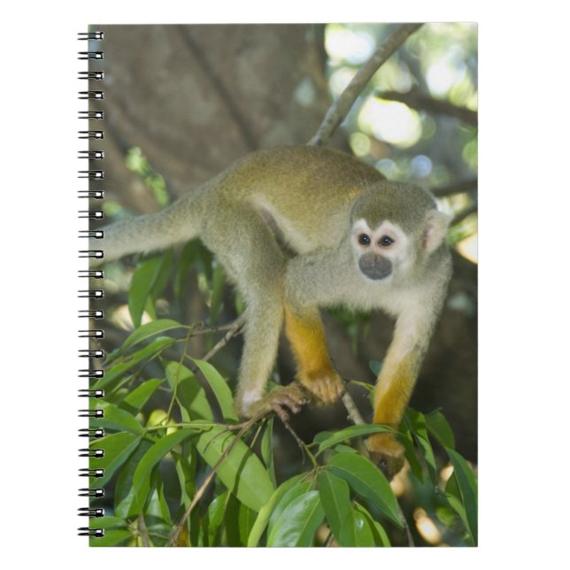 Common Squirrel Monkey, (Saimiri sciureus), Rio Notebook (Front)