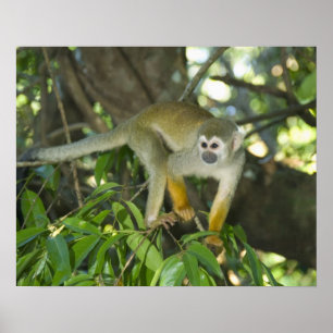 Common Squirrel Monkey, (Saimiri sciureus), Rio Poster