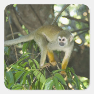 Common Squirrel Monkey, (Saimiri sciureus), Rio Square Sticker