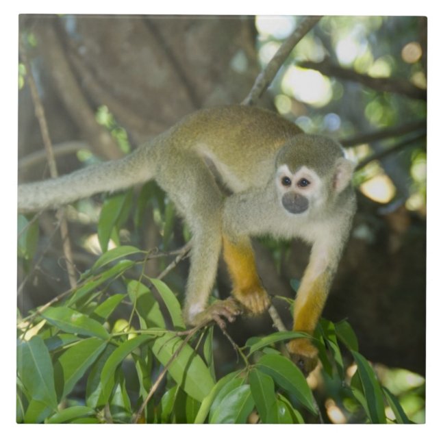 Common Squirrel Monkey, (Saimiri sciureus), Rio Tile (Front)