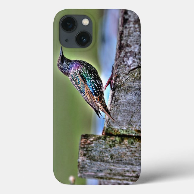 Common Starling on a Fence near Stonehenge U.K. Case-Mate iPhone Case (Back)