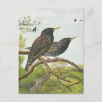 Common Starling