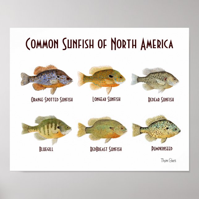 Common Sunfish of North America.. Poster (Front)