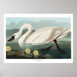 Common Swan Canvas Poster