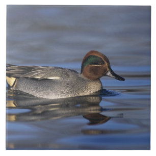 Common Teal, Anus crecca, male, Unterlunkhofen, Tile