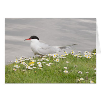 Common Tern