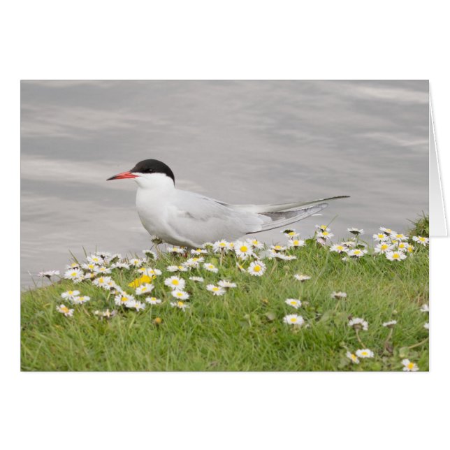 Common Tern (Front Horizontal)