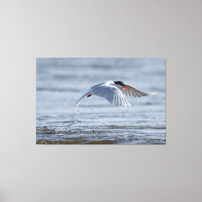 Common tern nature photo canvas print (Front)