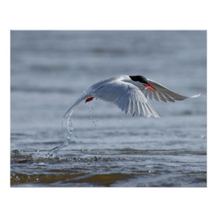 Common tern nature photo poster