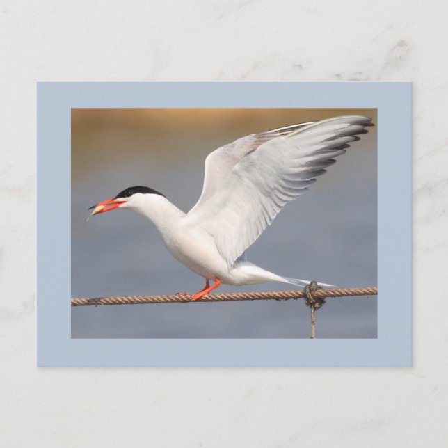 Common Tern Postcard (Front)