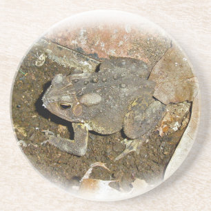 Common Toad Coaster