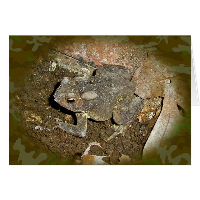 Common Toad Coordinating Items (Front Horizontal)