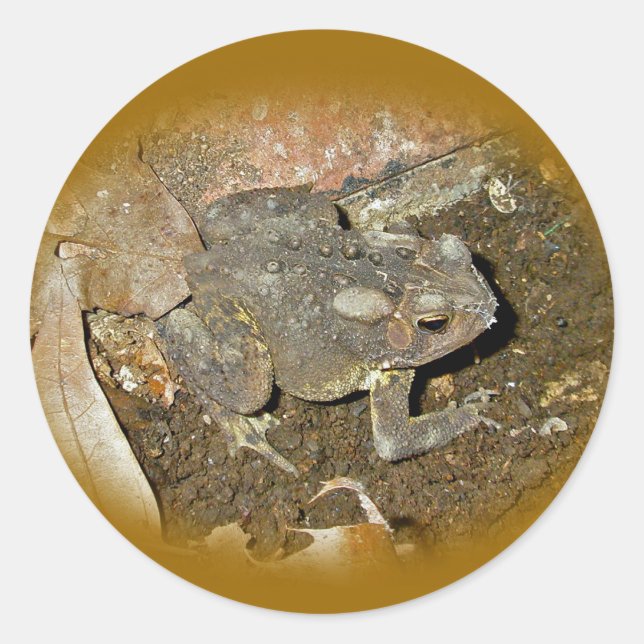 Common Toad Coordinating Items Classic Round Sticker (Front)