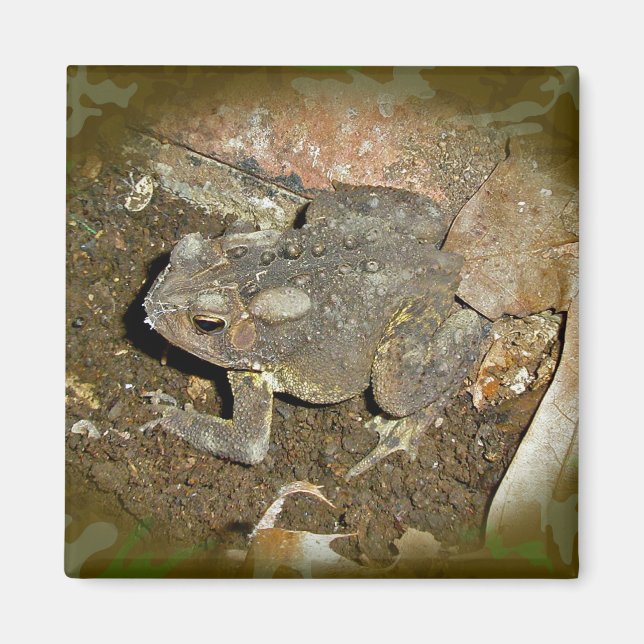 Common Toad Coordinating Items Magnet (Front)