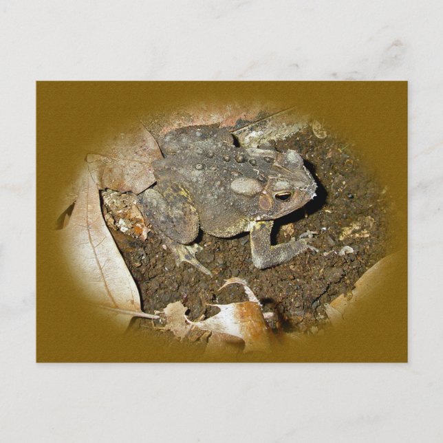 Common Toad Coordinating Items Postcard (Front)