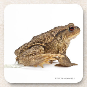 Common toad or European toad (Bufo bufo) pissing Coaster