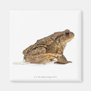 Common toad or European toad (Bufo bufo) pissing Magnet