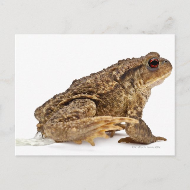 Common toad or European toad (Bufo bufo) pissing Postcard (Front)