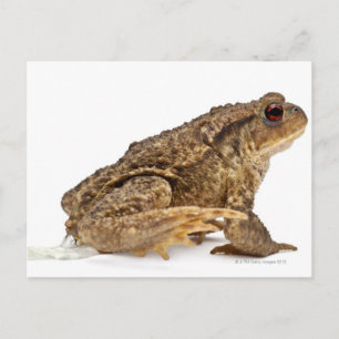 Common toad or European toad (Bufo bufo) pissing Postcard