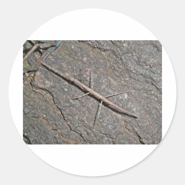 Common Walkingstick (Diapheromera femorata) Items Classic Round Sticker (Front)