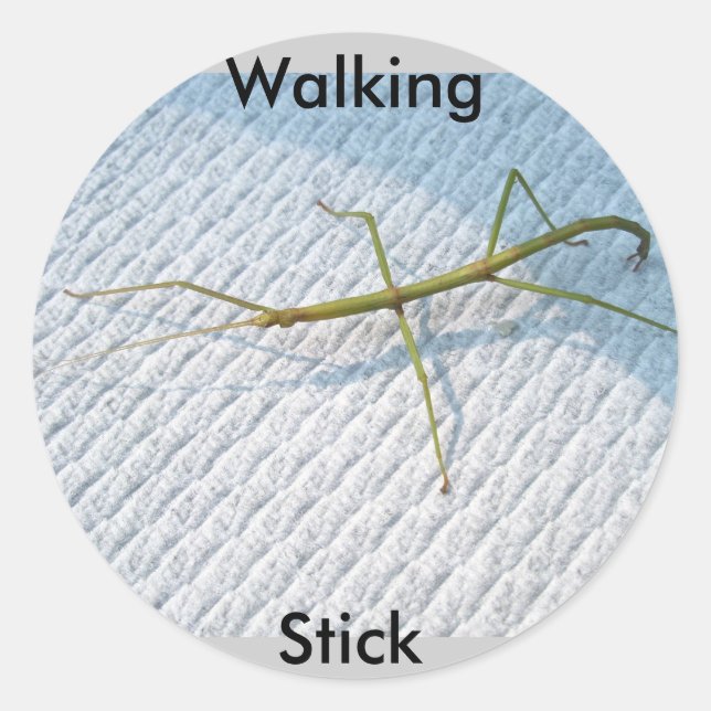 Common Walkingstick (Diapheromera femorata) Items Classic Round Sticker (Front)