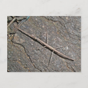 Common Walkingstick (Diapheromera femorata) Items Postcard