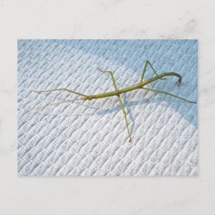 Common Walkingstick (Diapheromera femorata) Items Postcard
