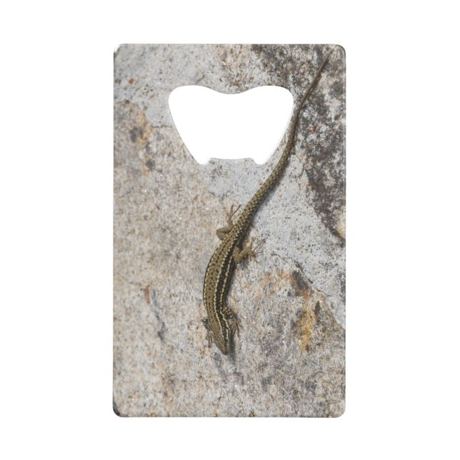 Common wall lizard (Front)