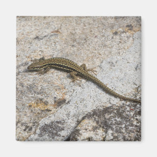 Common wall lizard magnet