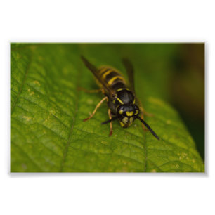 Common Wasp Photo Print