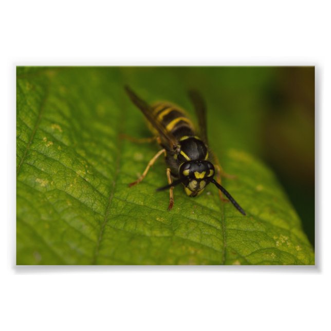 Common Wasp Photo Print (Front)