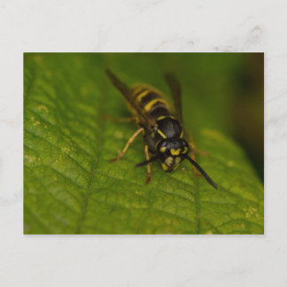 Common Wasp Postcard