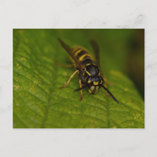 Common Wasp Postcard (Front)