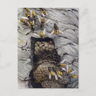 COMMON WASPS 2 POSTCARD