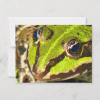 Common Water Frog Close-Up
