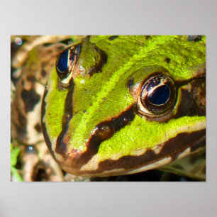 Common Water Frog Close-Up Poster
